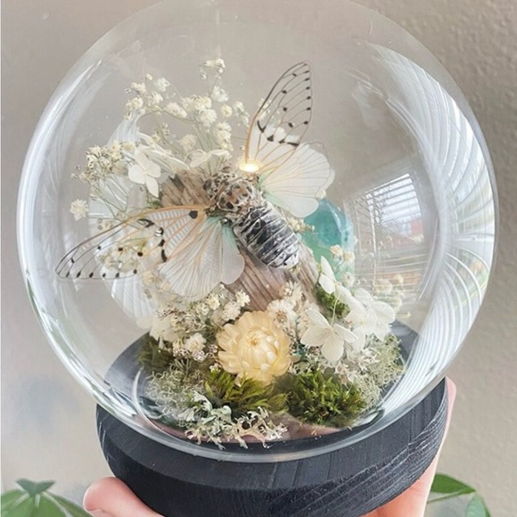 Ghost Cicada Taxidermy Glass Globe Display, Insect Terrarium, Nature Decor